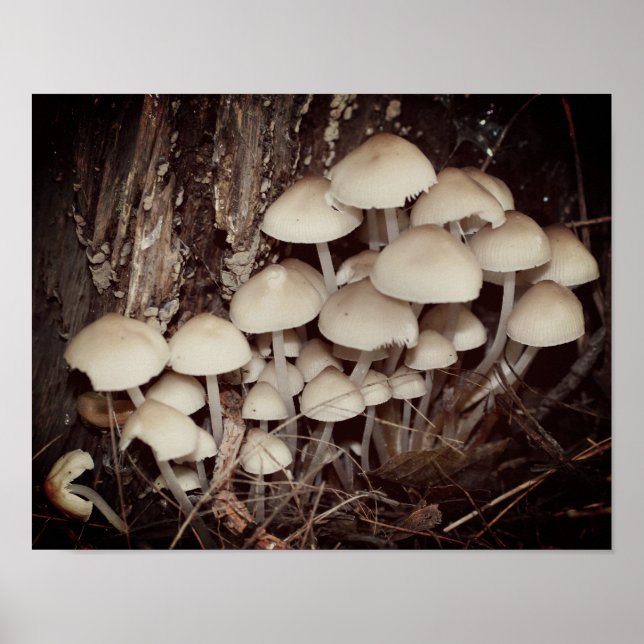 White Wild Mushroom Cluster  Poster (Front)