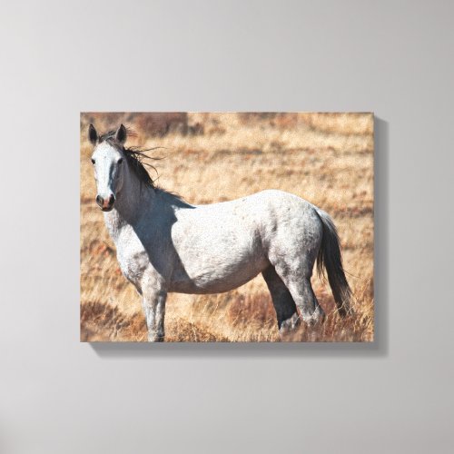 White Wild Mustang Horse Canvas Print