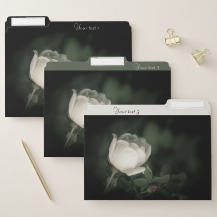 White Wild Rose on a Dark Background. Your Text. File Folder