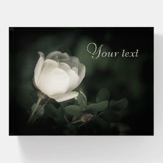 White Wild Rose on a Dark Background. Your Text. Paperweight