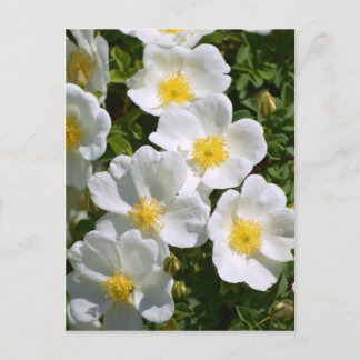 White Wild Roses Postcard