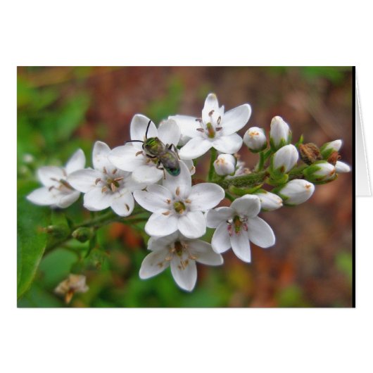 White Wildflower & Bee Fly Cards (Front Horizontal)