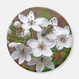 White Wildflower & Bee Fly Magnet