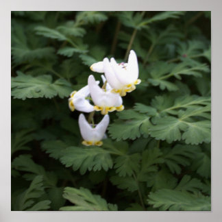 White Wildflowers Poster