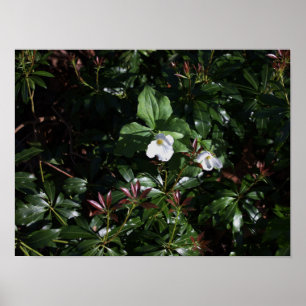 White Wildflowers Poster