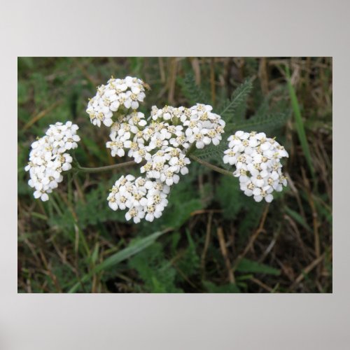 White Wildflowers Print