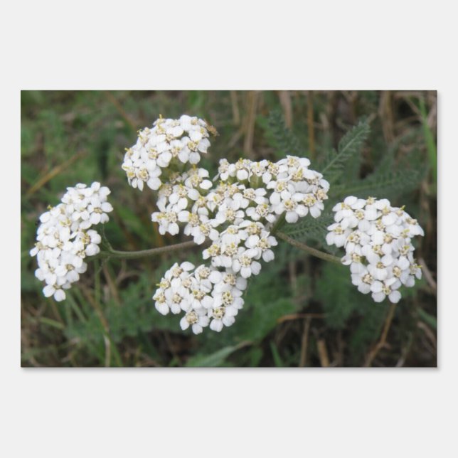 White Wildflowers Yard Sign (Front)
