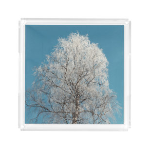 White Willow Tree Against Cloudless Blue Sky Acrylic Tray