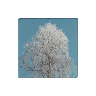  White Willow Tree Against Cloudless Blue Sky Stone Magnet