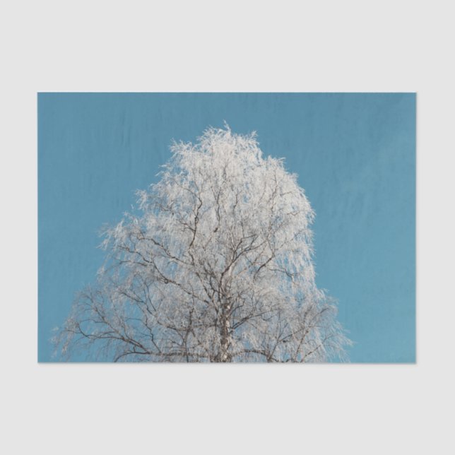  White Willow Tree Against Cloudless Blue Sky Tissue Paper (Front)