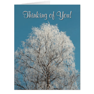  White Willow Tree Cloudless Sky Blank Inside  Cards