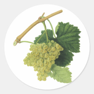White Wine Grapes on the Vine, Vintage Food Fruit Classic Round Sticker
