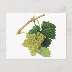 White Wine Grapes on the Vine, Vintage Food Fruit Postcard