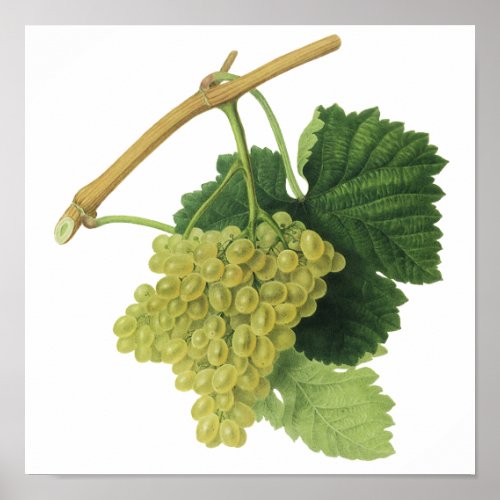 White Wine Grapes on the Vine Vintage Food Fruit Poster