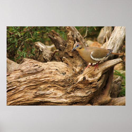 White Wing Dove Poster