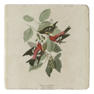 White-winged Crossbill, Audubon's Birds of America Trivet