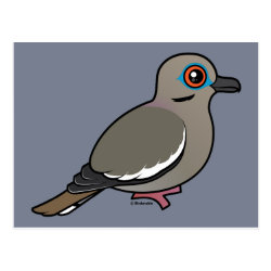 White-winged Dove Postcard