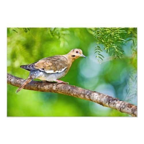 White_winged Dove Zenaida asiatica adult Photo Print