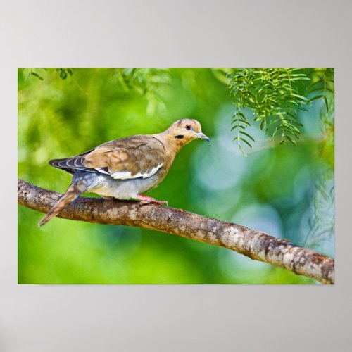 White_winged Dove Zenaida asiatica adult Poster