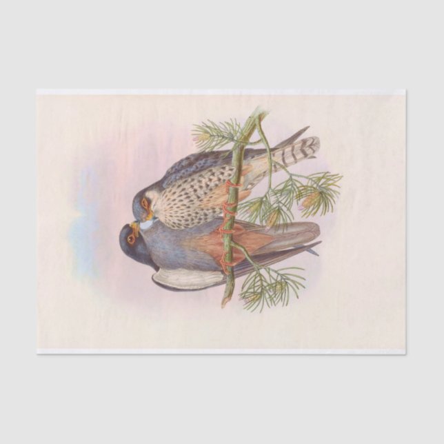 White-winged Red-footed Kestrel, Decoupage Tissue Paper (Front)
