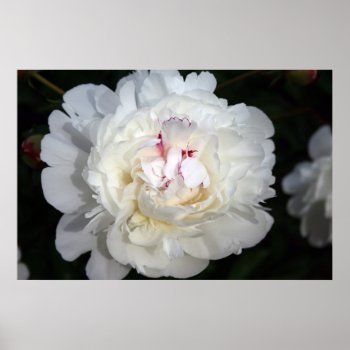 White With A Touch Of Color Poster by kkphoto1 at Zazzle
