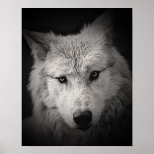 White Wolf Black White Photo Poster