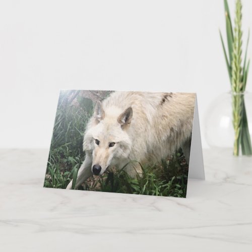 White Wolf Blank Greeting Cards