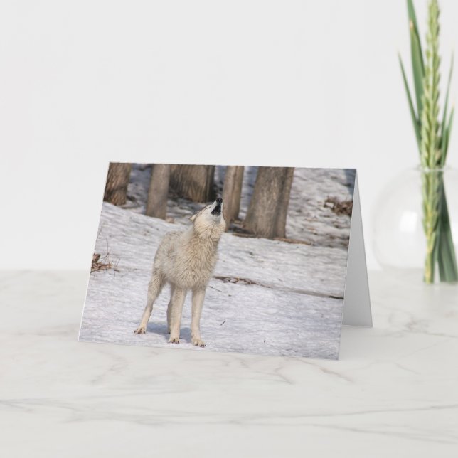 White Wolf Howling Blank Notecard (Front)