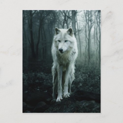 White Wolf in the forest Postcard