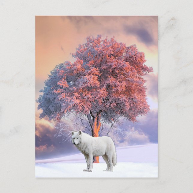 White Wolf in Winter | Postcard (Front)