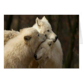 White Wolf Pack Cards (Front Horizontal)