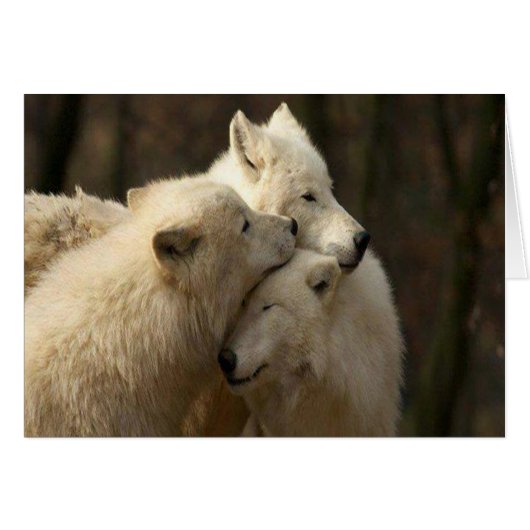 White Wolf Pack Cards (Front Horizontal)