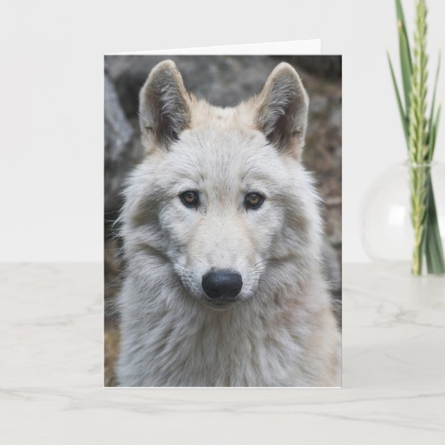 WHITE WOLF PHOTOGRAPHY BIRTHDAY CARD (Front)