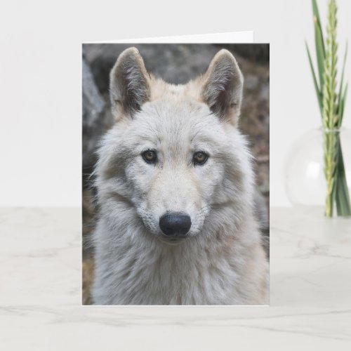 WHITE WOLF PHOTOGRAPHY BIRTHDAY CARD