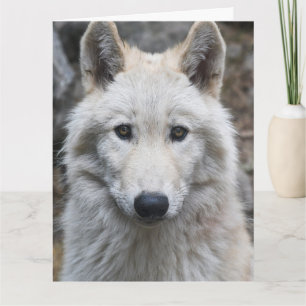 WHITE WOLF PHOTOGRAPHY BIRTHDAY CARD