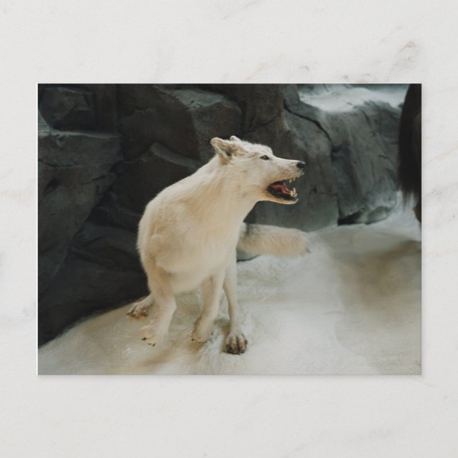 White Wolf Postcard (Front)