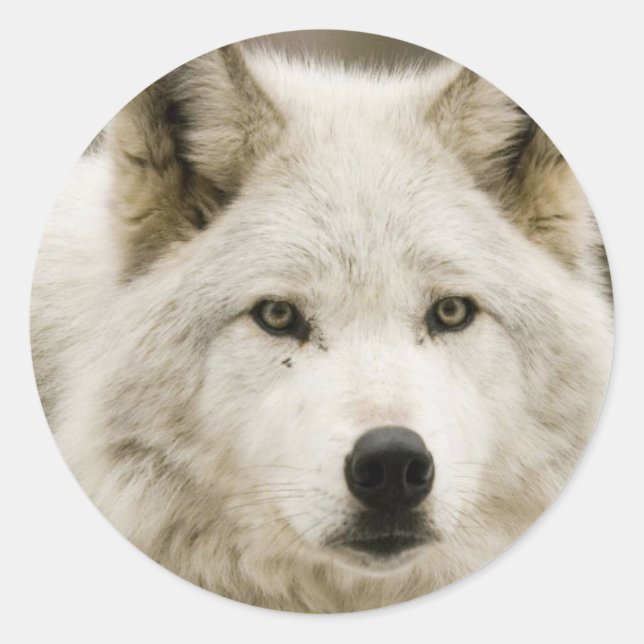 White Wolf round sticker (Front)