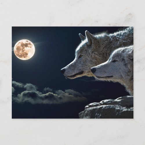 White Wolves in the Full Moon Postcard