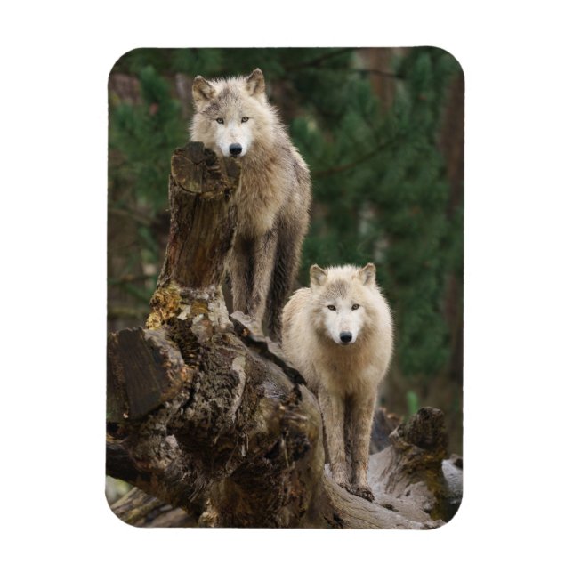 White Wolves' Realm Magnet (Vertical)