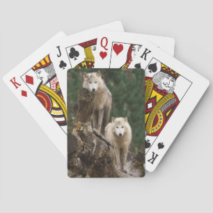 White Wolves' Realm Poker Cards