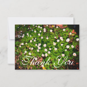 White Wood Anemone Spring Flowers Thank You Card