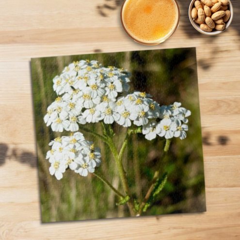White Yarrow Blooming In Afternoon Sunlight