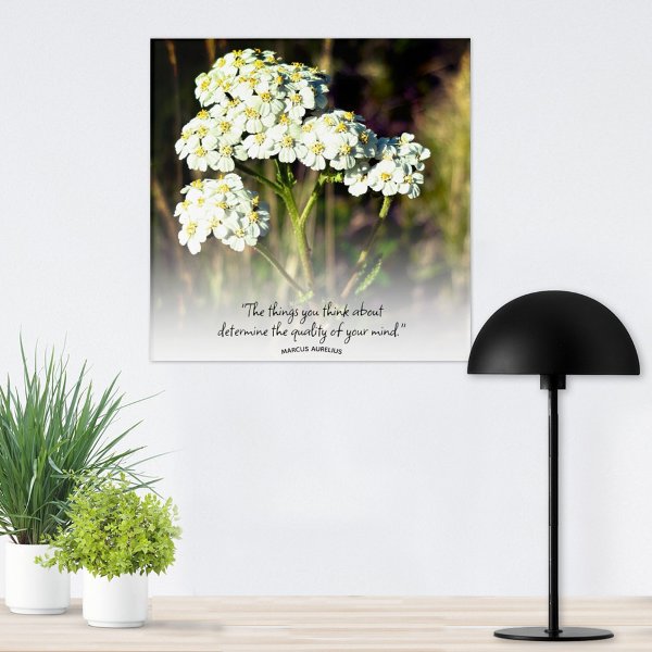 White Yarrow In Afternoon Sunlight Photo Custom