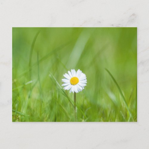 White Yellow Daisy Flower on Green Grass Postcard