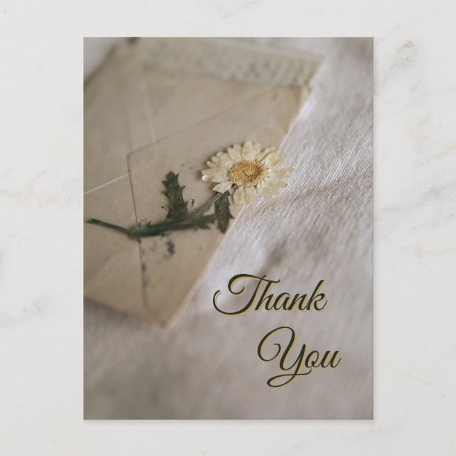 White & Yellow Daisy Vintage Letter Postcard (Front)