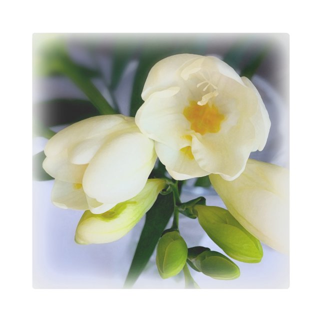 white yellow freesia metal print (Front)