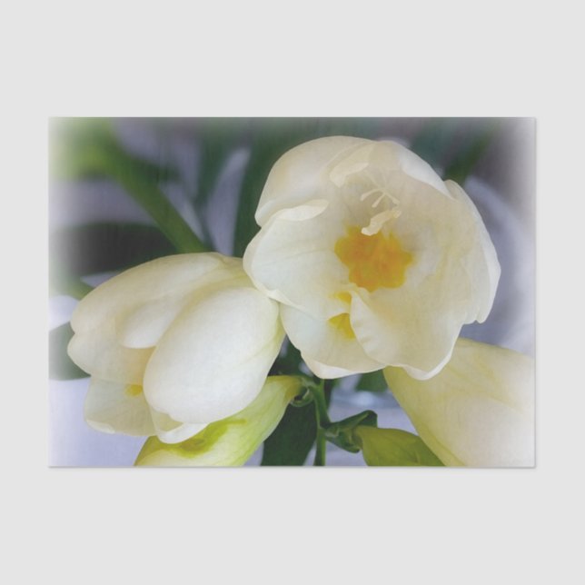 white yellow freesia tissue paper (Front)