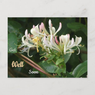 White Yellow Honeysuckle Get Well Soon Postcard
