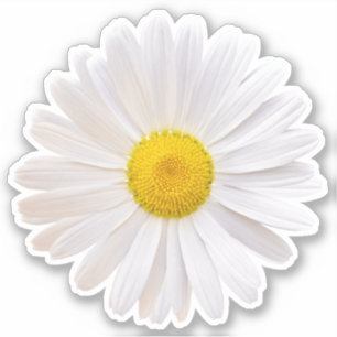 White Yellow Shasta Daisy Flower Kiss-Cut Sticker