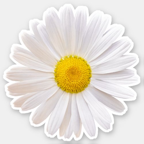 White Yellow Shasta Daisy Flower Kiss_Cut Sticker